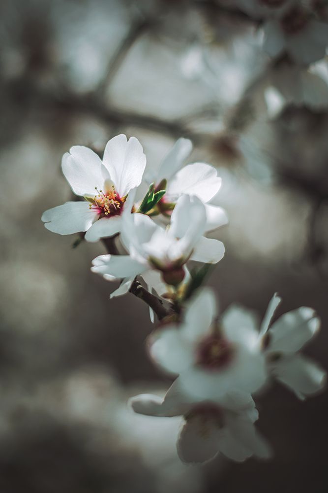 Almond Blossoms art print by Tim Mossholder for $57.95 CAD