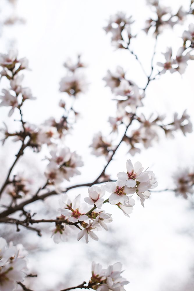 Almond Blossoms art print by Tim Mossholder for $57.95 CAD