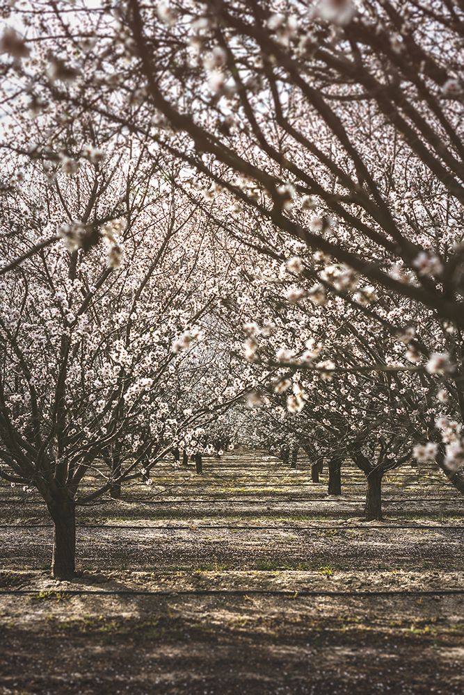Almond Orchard art print by Tim Mossholder for $57.95 CAD