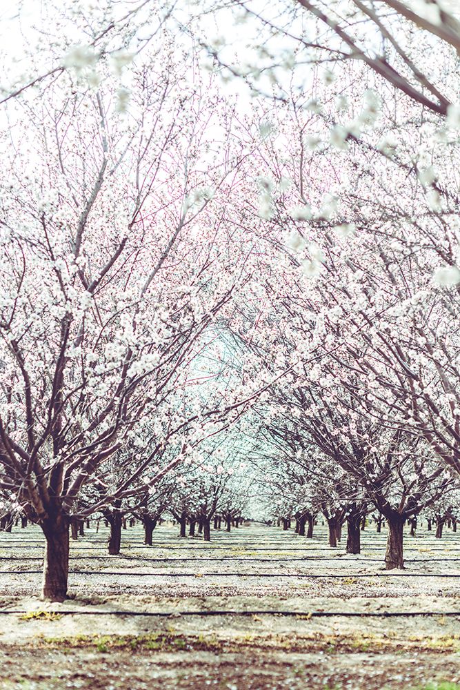 Almond Orchard art print by Tim Mossholder for $57.95 CAD