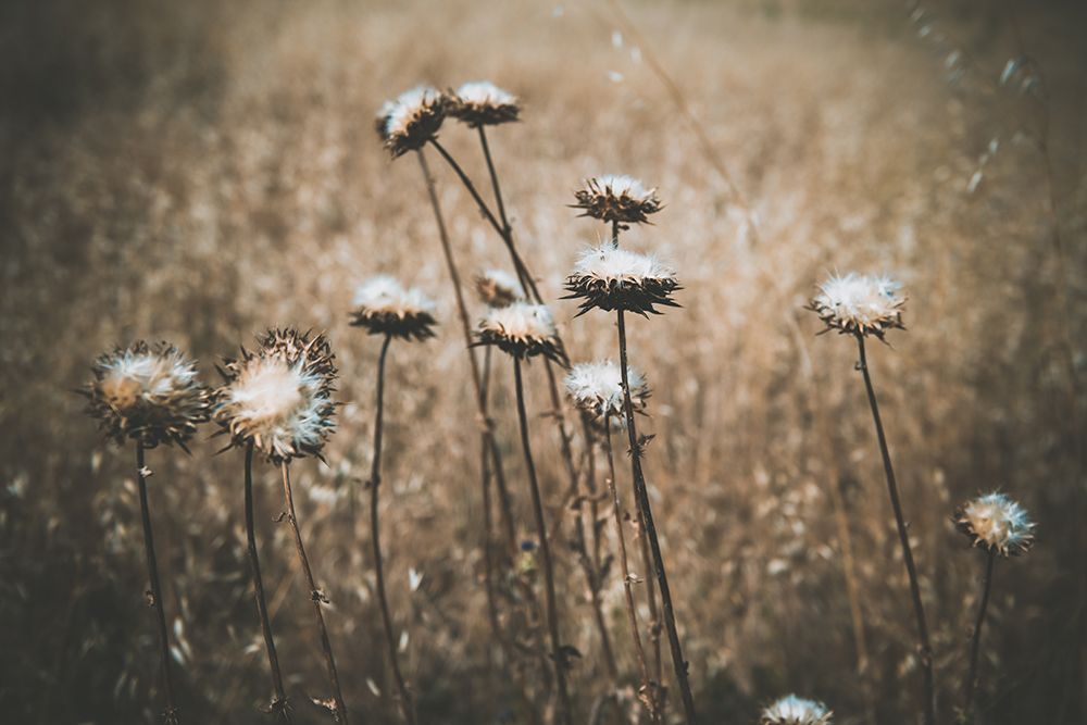 Weedy art print by Tim Mossholder for $57.95 CAD