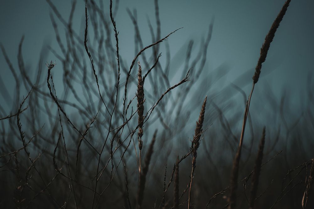 Dark Nature art print by Tim Mossholder for $57.95 CAD