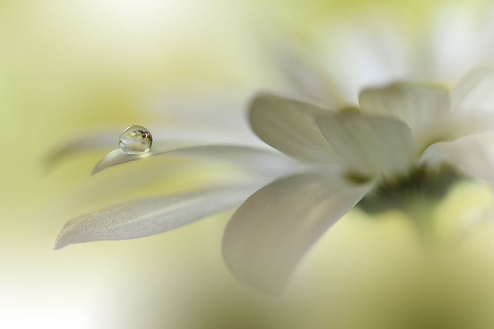 Dreams Of Heaven.. art print by Juliana Nan for $57.95 CAD