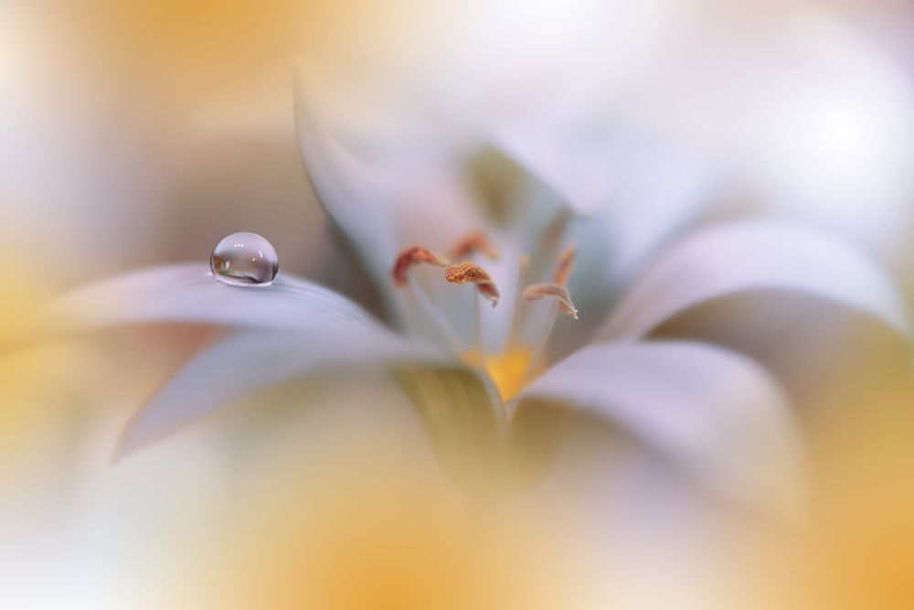Miracle of Life.. art print by Juliana Nan for $57.95 CAD