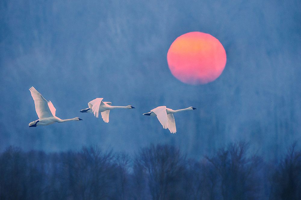 Foggy Sunrise art print by Rob Li for $57.95 CAD
