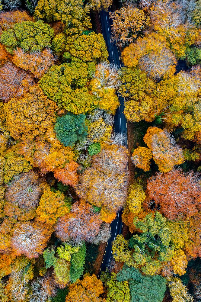 Autumn firework art print by Srecko Jubic for $57.95 CAD