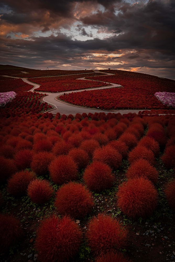 Kochia Road art print by Samuel Gmehlin for $57.95 CAD