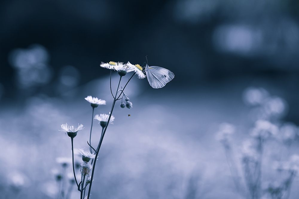 Small Butterfly art print by Ivy Deng for $57.95 CAD