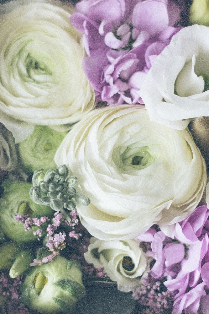 Lovely Ranunculus art print by Anastasia Sawall for $57.95 CAD