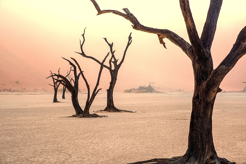 Fog and trees in the desert art print by Giuseppe Damico for $57.95 CAD