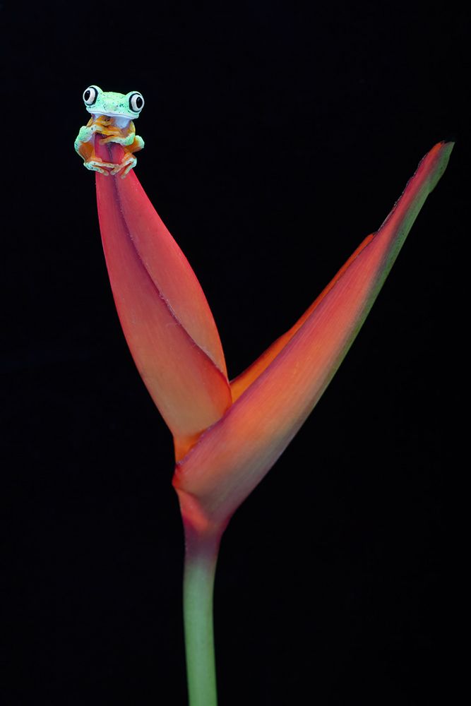 Lemur Tree Frog on a Tropical Stem art print by Linda D Lester for $57.95 CAD
