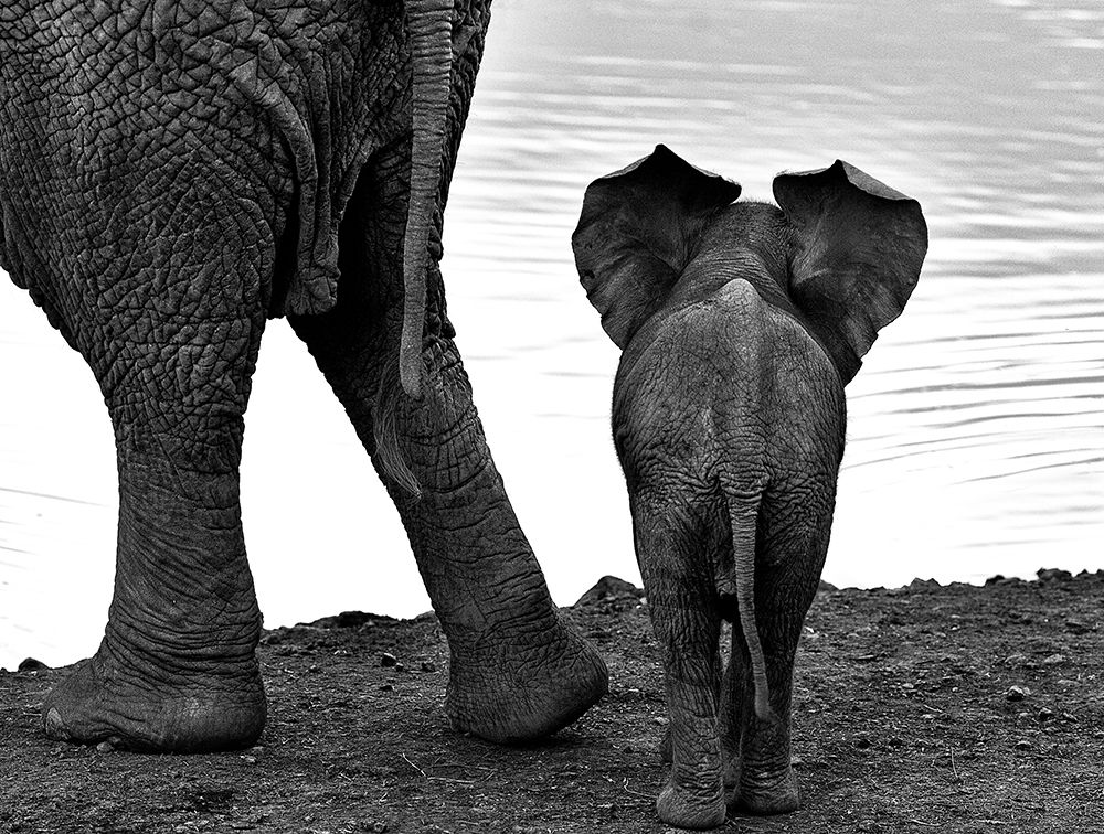 Together art print by Jassi Oberai for $57.95 CAD