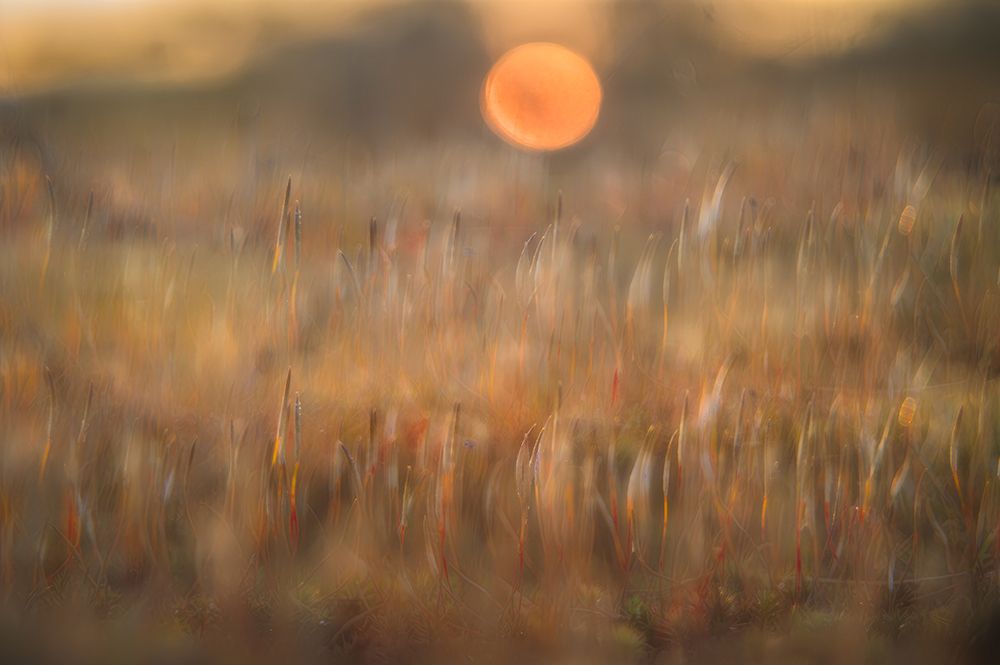 sunrise among the rough hair moss art print by Ina Bouhuijzen for $57.95 CAD