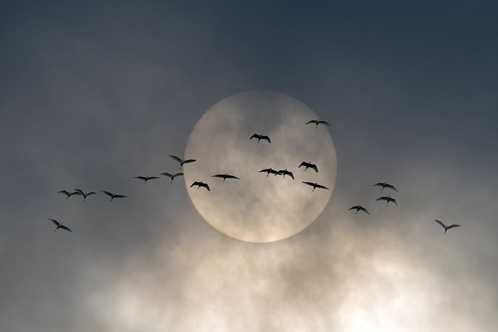 Wings art print by Walter Caterina for $57.95 CAD