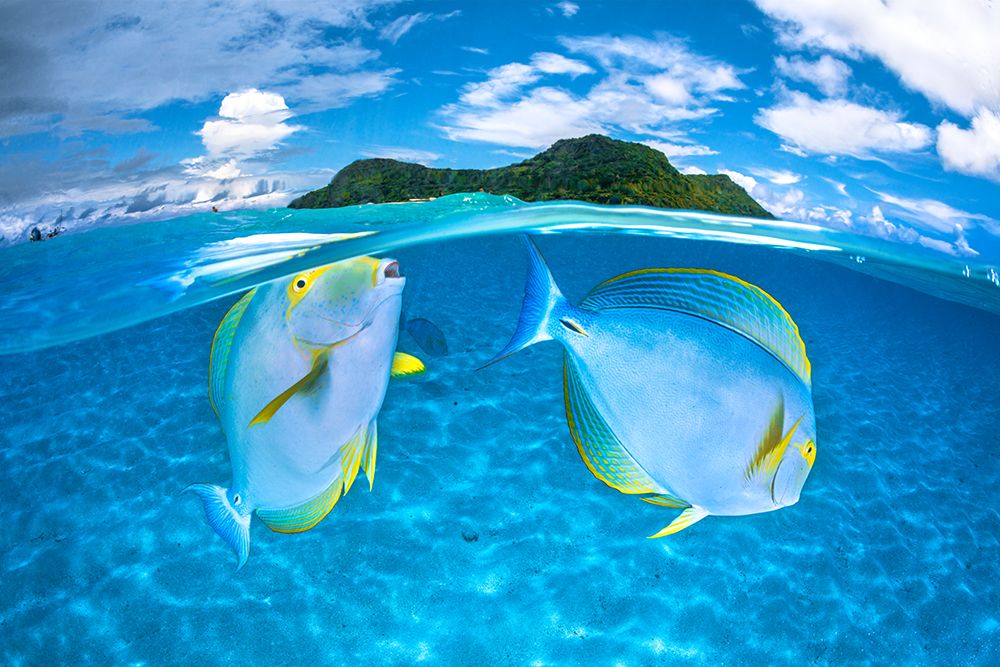 Dussumiers surgeonfish art print by Barathieu Gabriel for $57.95 CAD