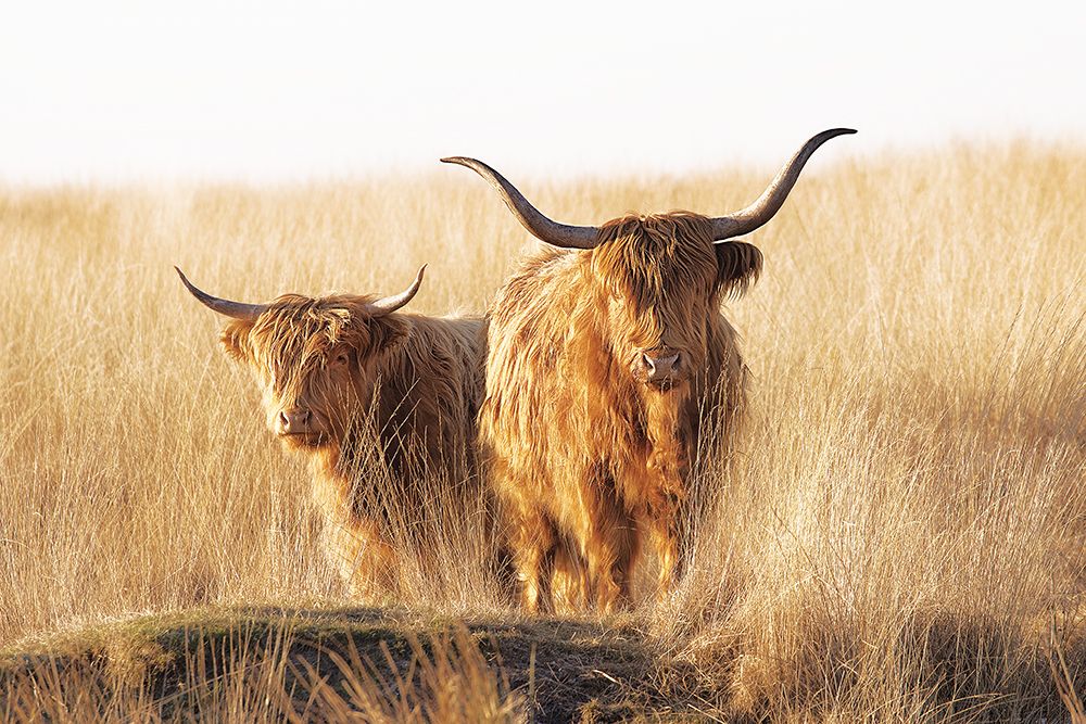 Young and old Highlander art print by Jaap Van Den for $57.95 CAD