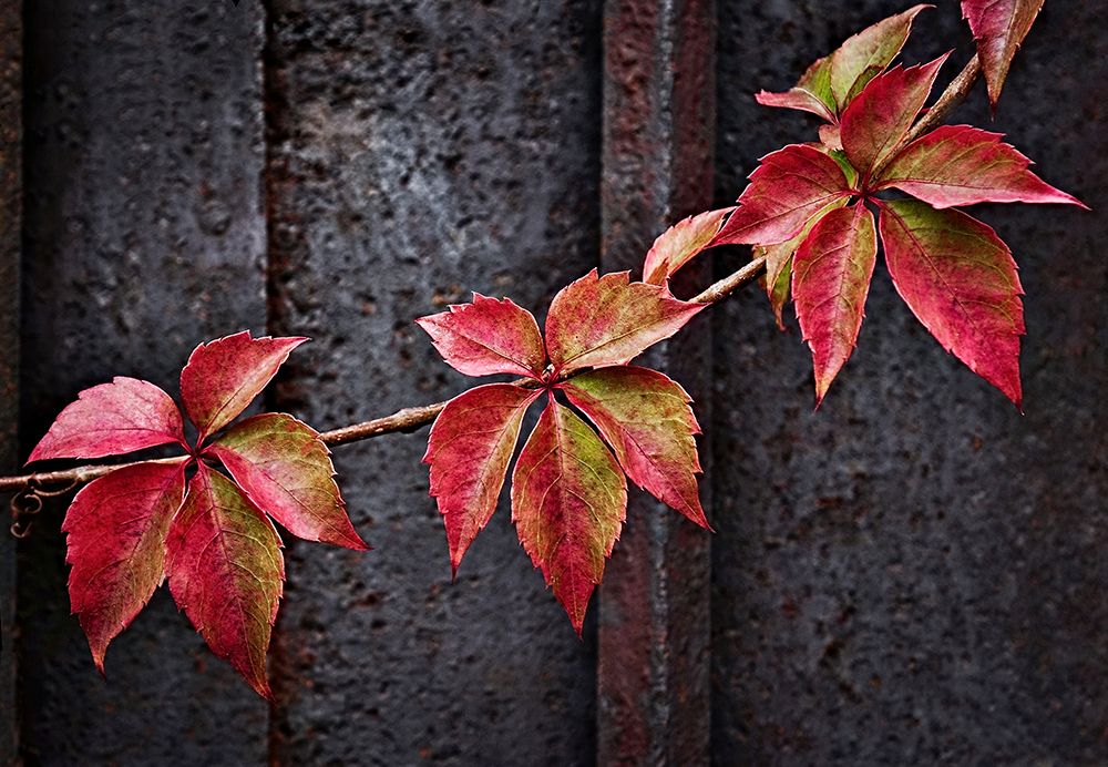 Fall Colors art print by Francesco Del Santo for $57.95 CAD