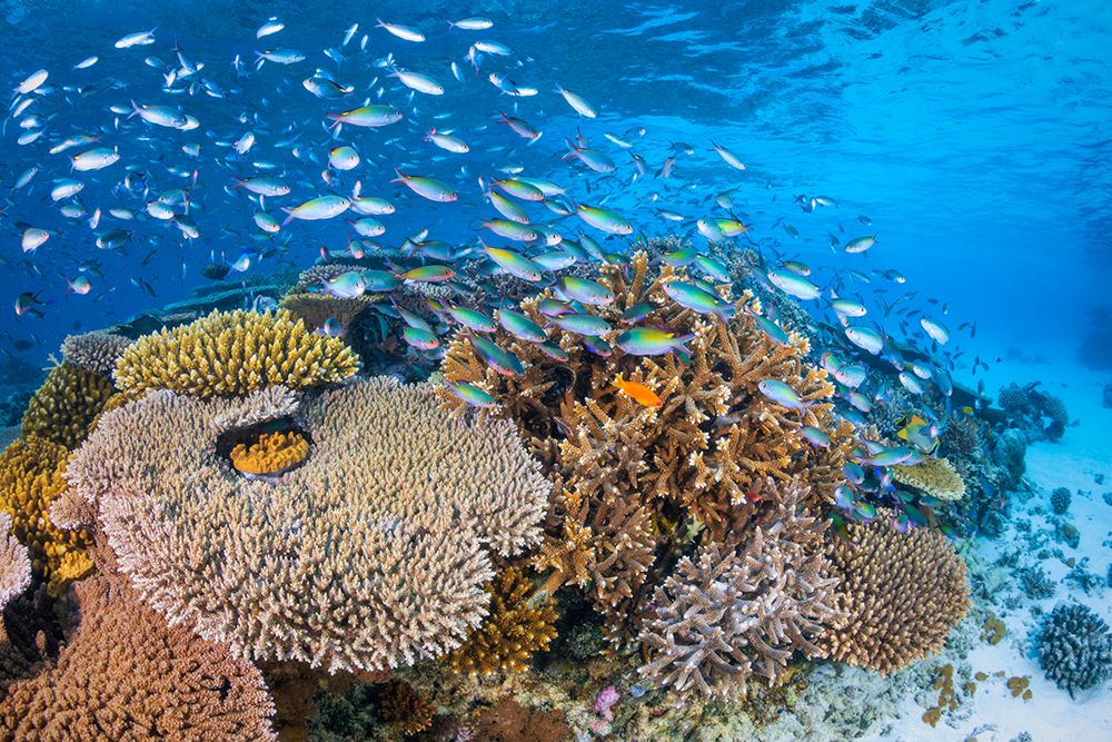 Maji Islet Reef art print by Barathieu Gabriel for $57.95 CAD