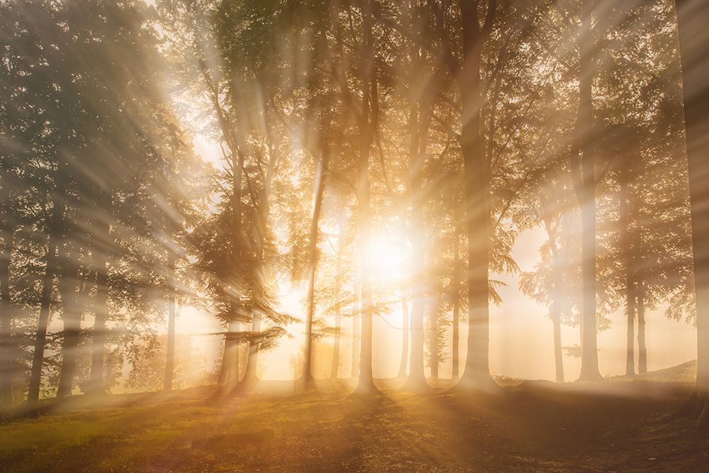 Blinded by the light art print by Leif Londal for $57.95 CAD