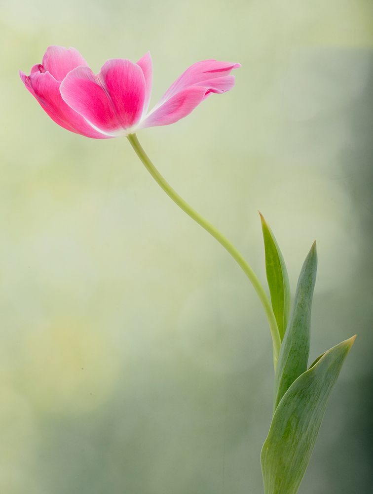 Spring Tulip art print by Linda D. Lester for $57.95 CAD