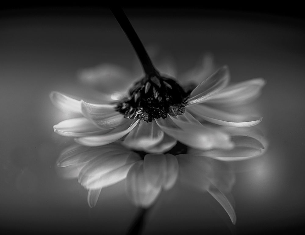 Little daisy art print by Manuela Albanese for $57.95 CAD