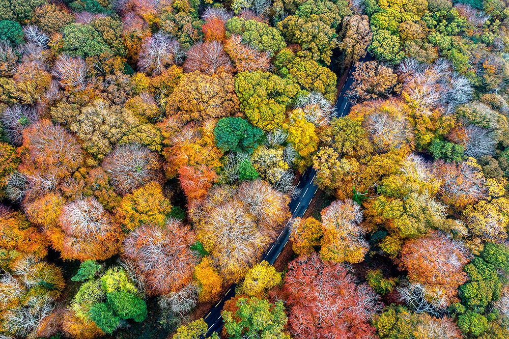 Autumn firework 2 art print by Srecko Jubic for $57.95 CAD