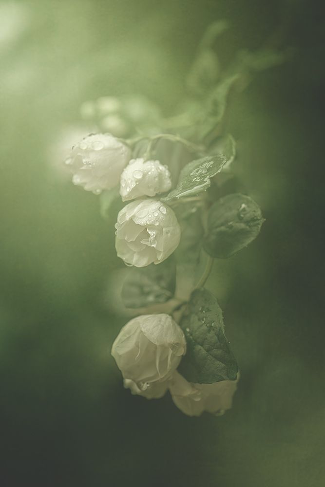 Jasmine art print by Kristina Zvinakeviciute for $57.95 CAD