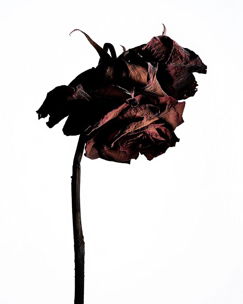 Dried Flower art print by Shiro Miyake for $57.95 CAD