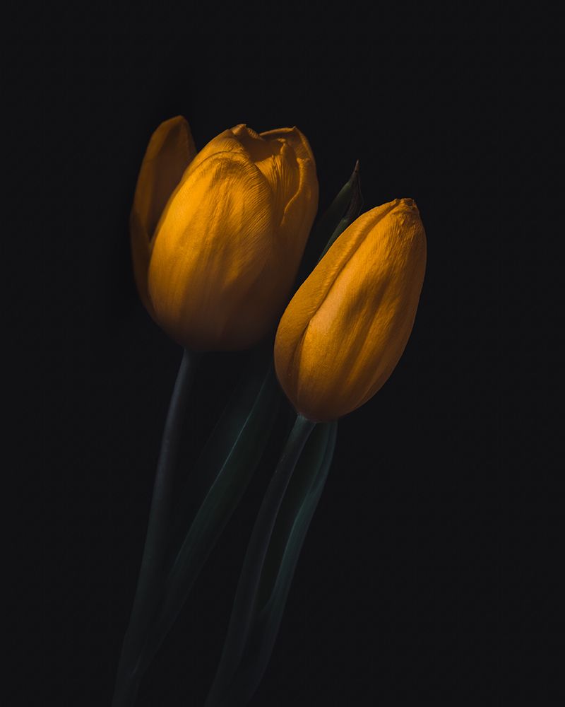 Golden Tulip art print by Wicher Bos for $57.95 CAD