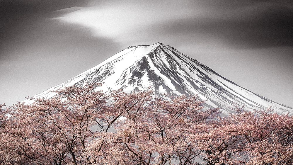 Sakura Fuji art print by Takeshi Mitamura for $57.95 CAD
