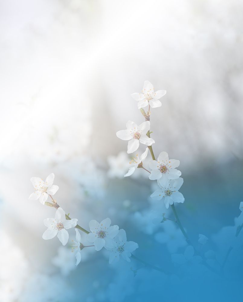 Secret Melody.. art print by Juliana Nan for $57.95 CAD