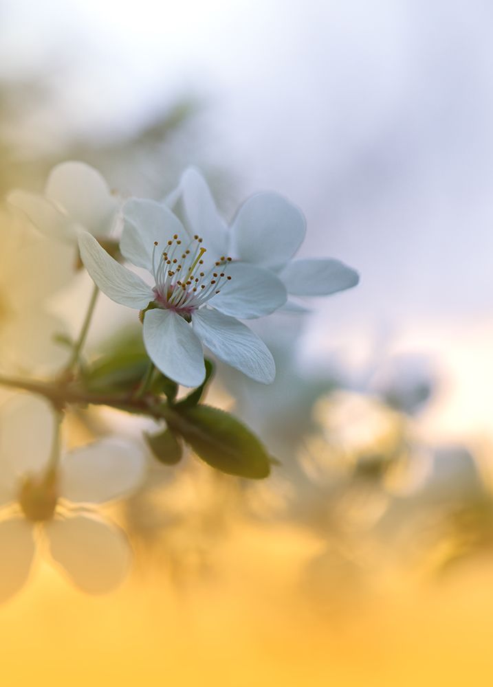 Spring Melody...II art print by Juliana Nan for $57.95 CAD
