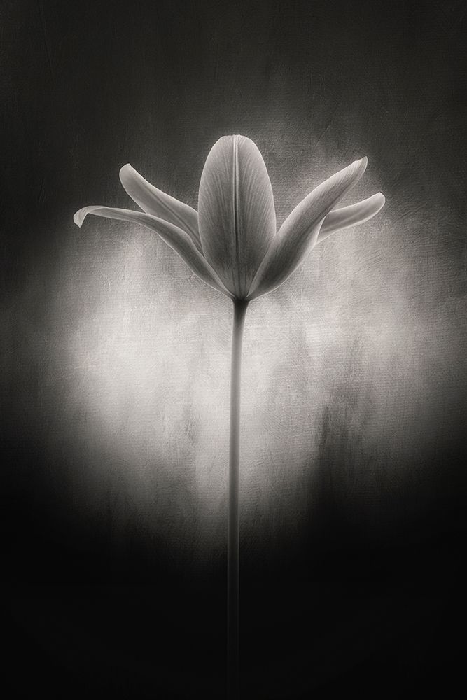 Tulip in black and white art print by Lotte Gronkjar for $57.95 CAD