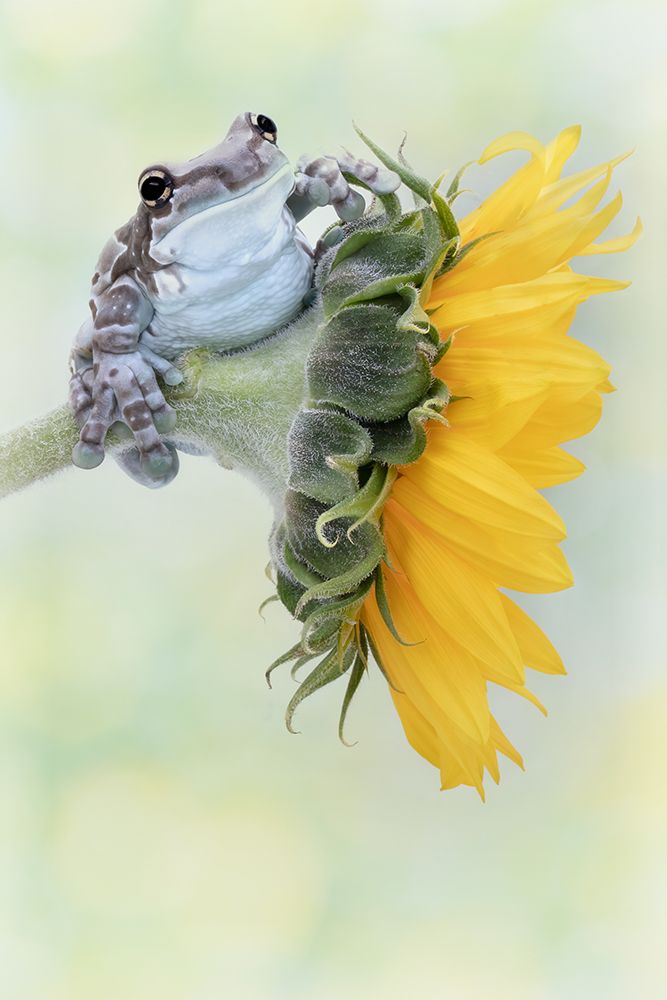 Frog Sunshine art print by Linda D Lester for $57.95 CAD
