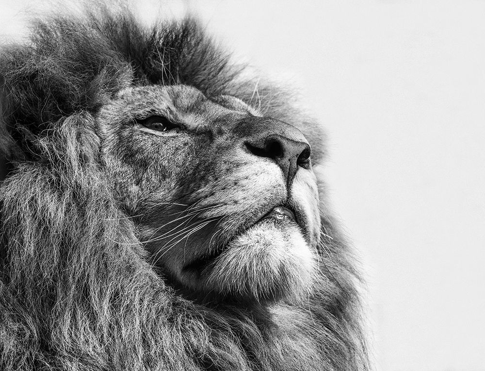 The King.... art print by Natascha Worseling for $57.95 CAD