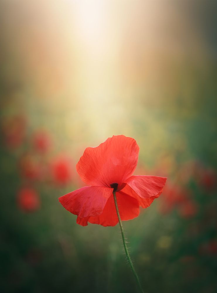 Light And Colors 3 7R41568 art print by joanaduenas for $57.95 CAD