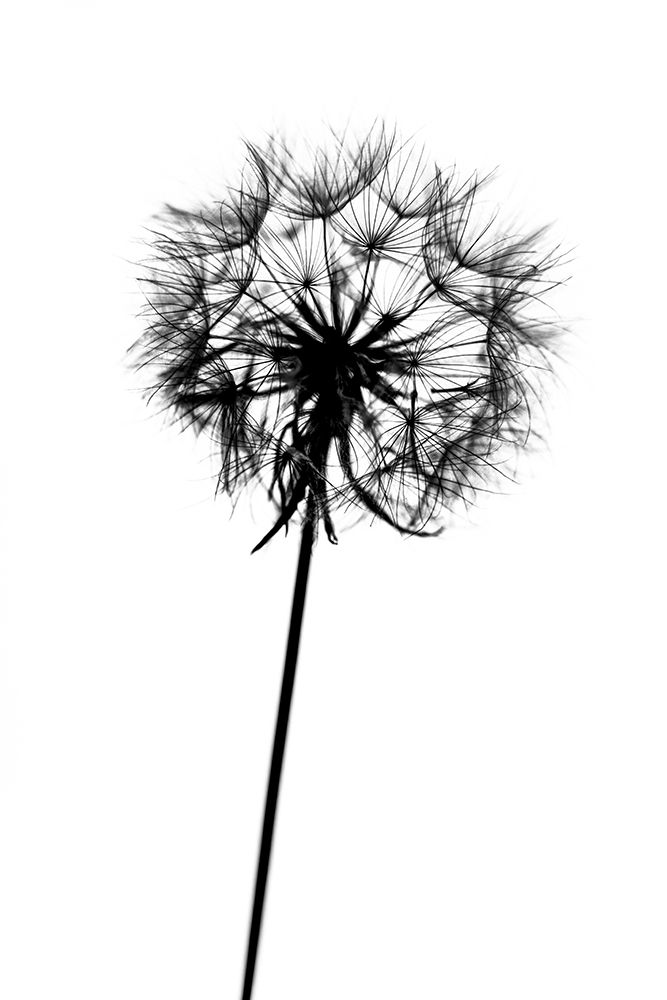 Contrasts art print by Tatiana Malysheva for $57.95 CAD