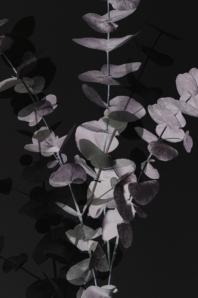 Eucalyptus_Negative_001 art print by 1x Studio III for $57.95 CAD
