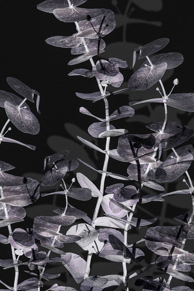 Eucalyptus_Negative_002 art print by 1x Studio III for $57.95 CAD