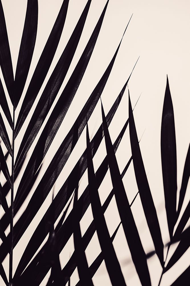 Guldpalm black art print by 1x Studio III for $57.95 CAD