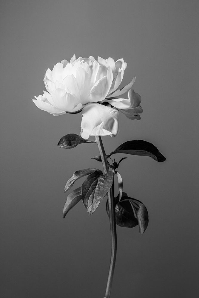 Peony BW art print by 1x Studio III for $57.95 CAD
