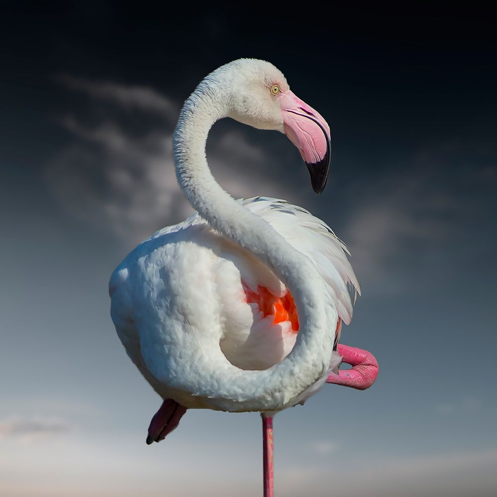 In Pink We Trust art print by Walter Caterina for $57.95 CAD