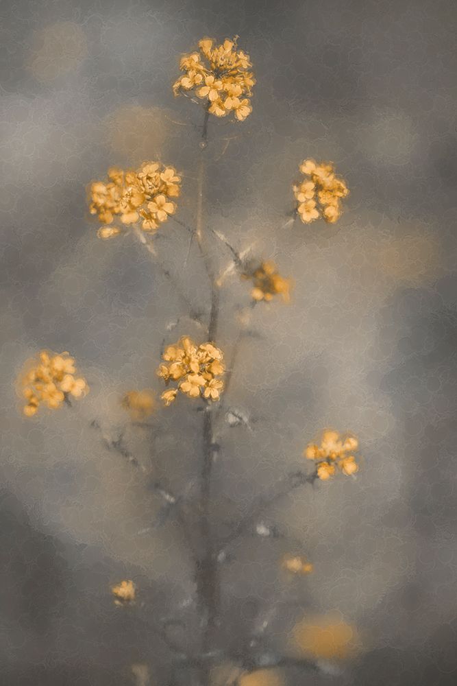 Spring Vibes art print by Cicek Kiral for $57.95 CAD