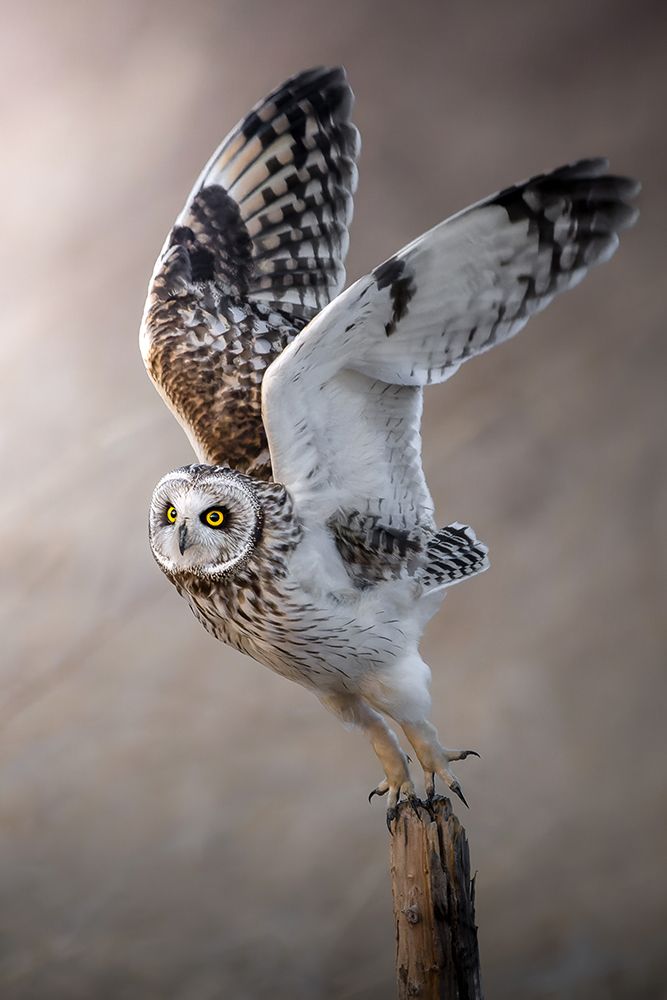 To the sky art print by Hiroki Matsubara for $57.95 CAD