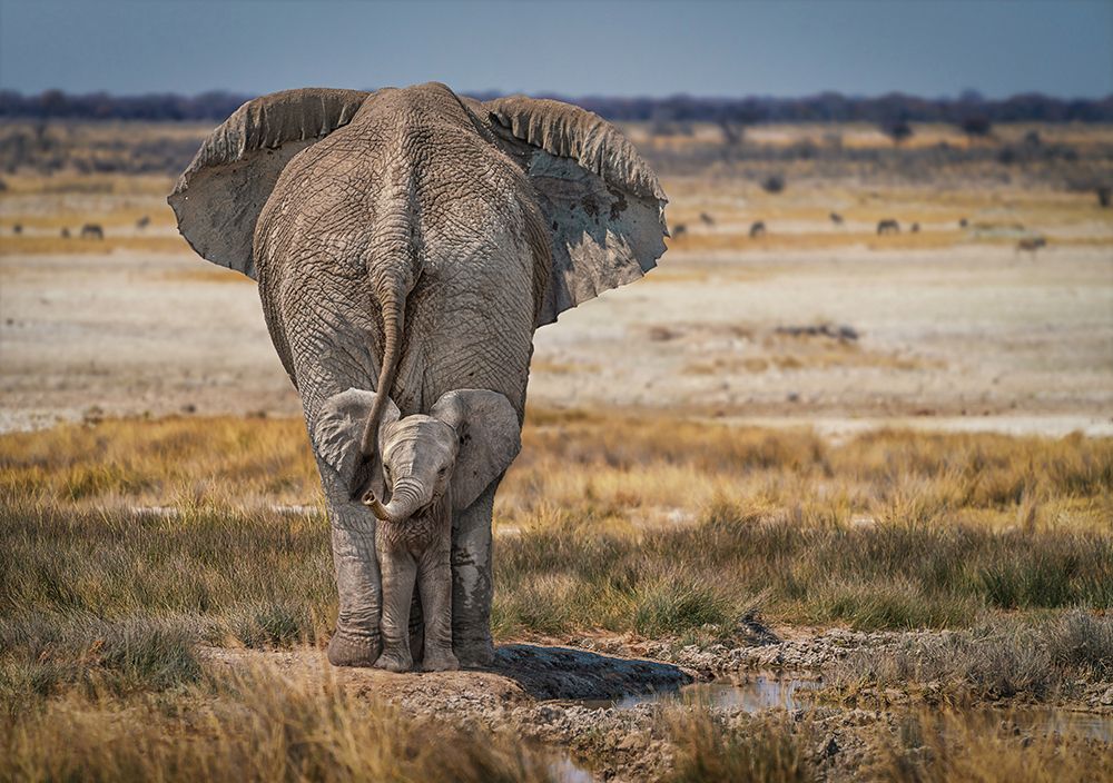 BabyElephant art print by Marcel Egger for $57.95 CAD