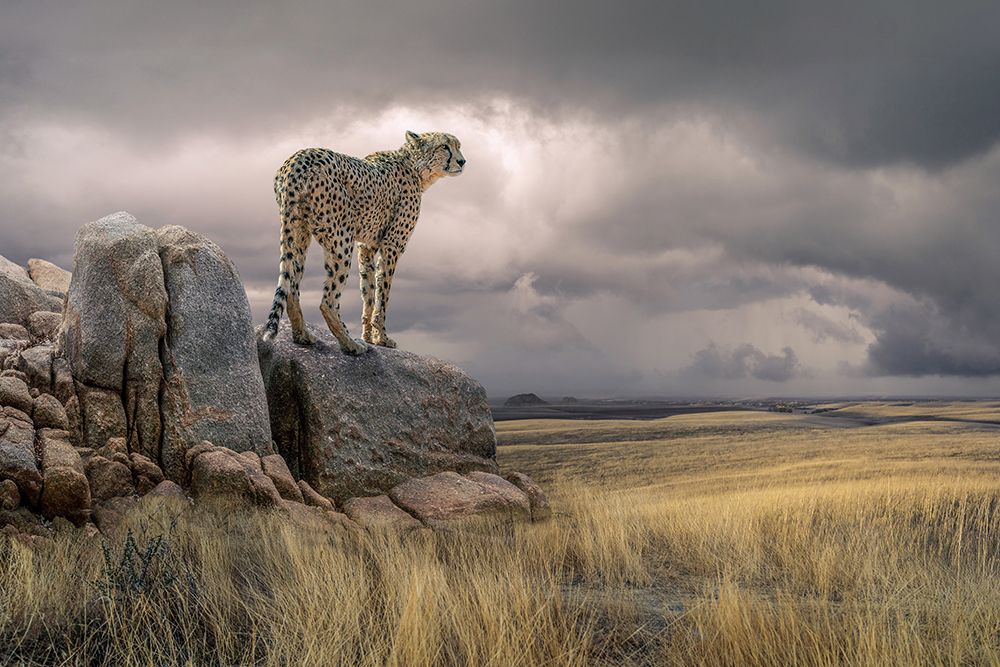 CheetahView art print by Marcel Egger for $57.95 CAD