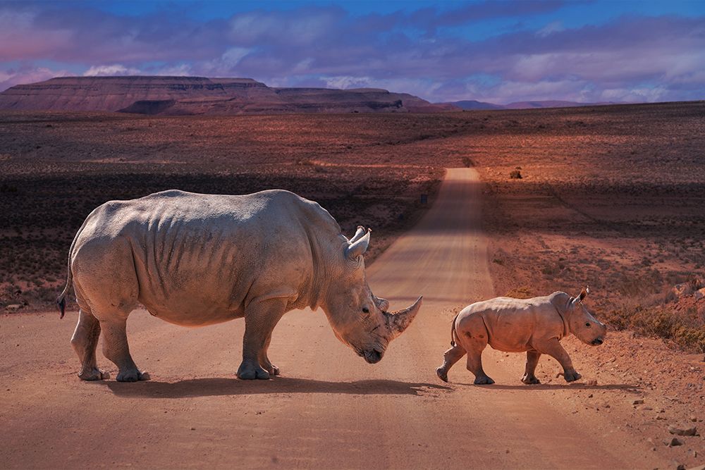 RhinosCrossing art print by Marcel Egger for $57.95 CAD