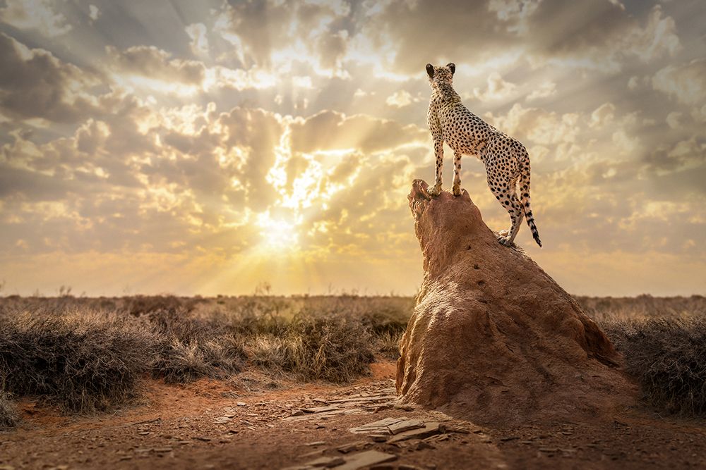 SundownCheetah art print by Marcel Egger for $57.95 CAD