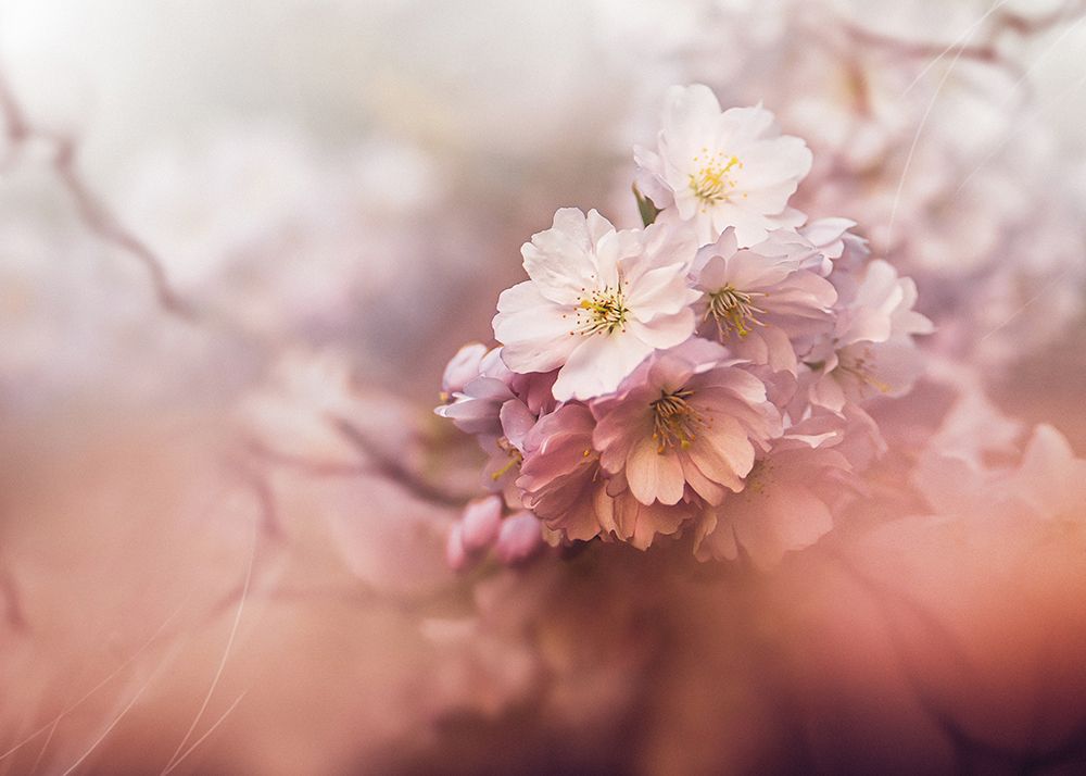 Sakura art print by Kristina Zvinakeviciute for $57.95 CAD