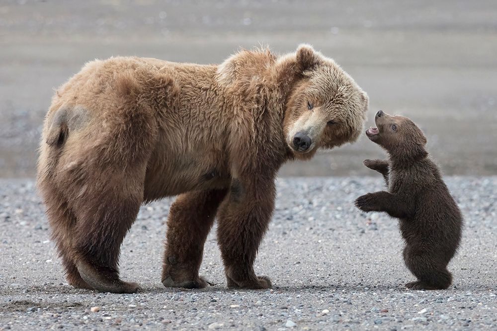 Momma Please art print by Linda D Lester for $57.95 CAD